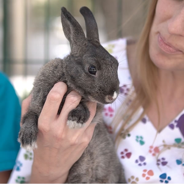 Veterinario Solidario Adopcion Conejo Kinder