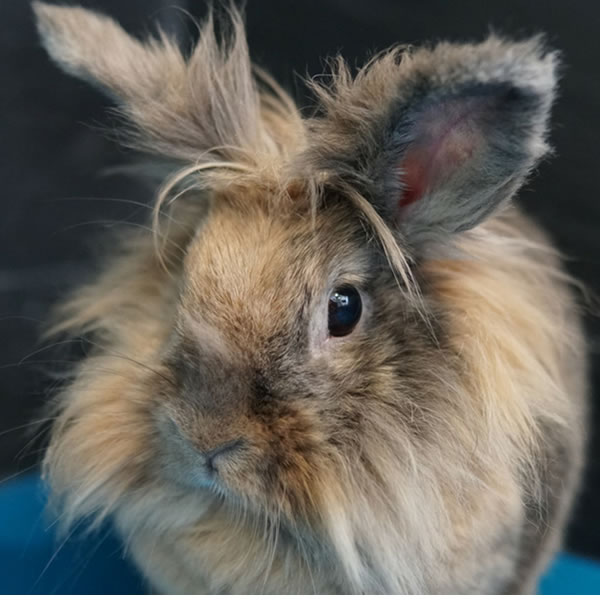 Veterinario Solidario Adopcion conejo Bloom